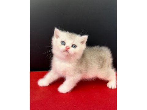 34 yıllık canpette silver gold blue british yavrular