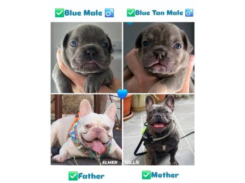 Blue mavi göz dişi - erkek french bulldog yavrularımız izmir