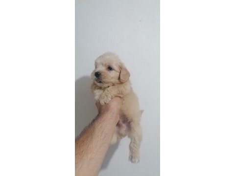 Maltipoo bebekler teslime hazır