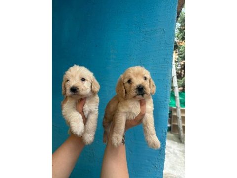 1 aylık maltipoo yavrularımız