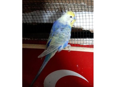 6 adet muhabbet kuşu