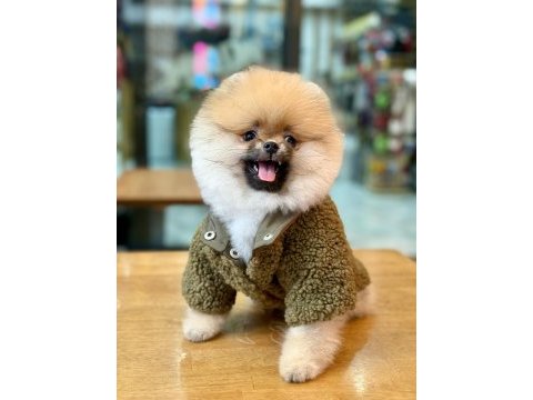 Teddy bear pomeranian boo yakışıklı