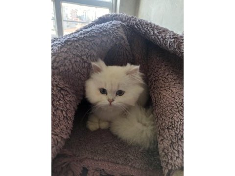 Safkan british longhair dünyalar güzeli prensesim