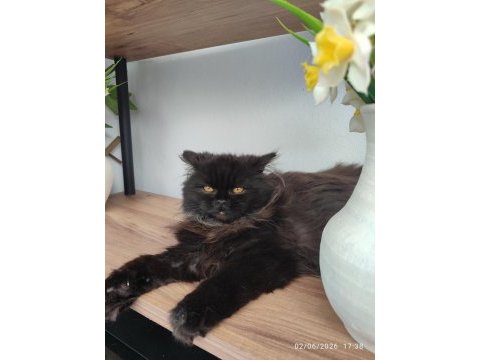 Cinnamon erkek british longhair