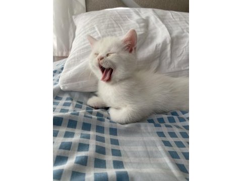 2 aylık british longhair erkek