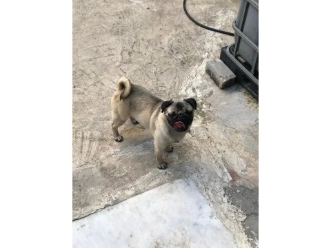 (uygun) yakışıklı pug oğlan odin