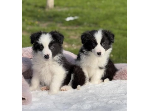 Siyah beyaz border collie yavrular