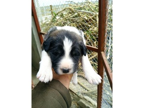 A kalite kangal beslemek isteyenler buyursun
