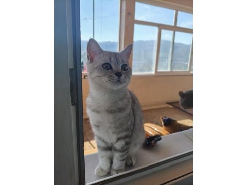 British shorthair kedisi