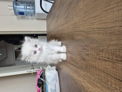 Yavru dişi british longhair