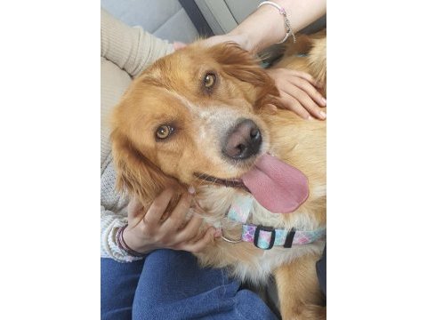 Altın gönüllü köpeğimiz oğlumuz chucky için ömürlük yuva