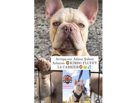 Aslan parçası kimbo fluffy l4 carrier