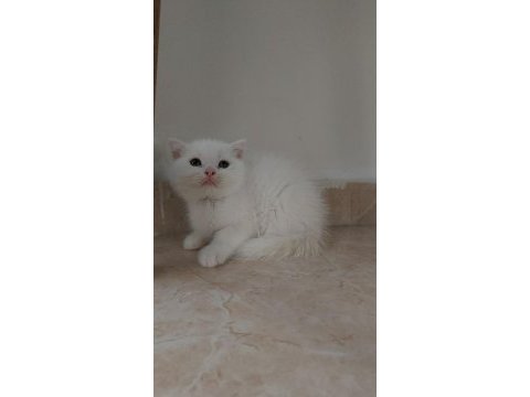 British shorthair ve scottish fold yavrular