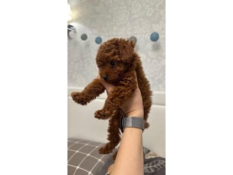 Orijinal toy poodle yavrularımız