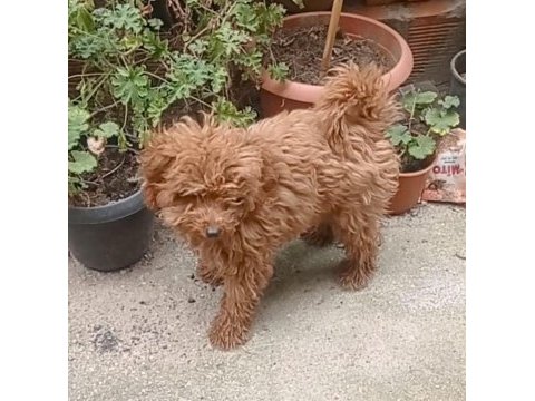 İzmir den yavru toy poodle
