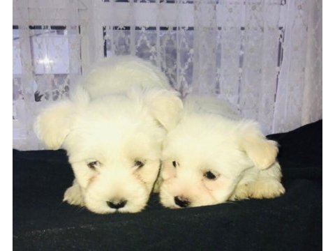 Maltese terrier dişi bebişler