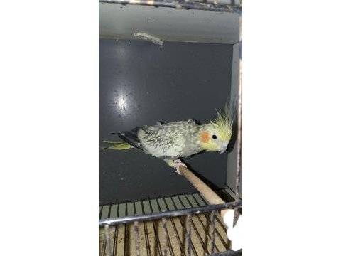 Damızlık çift sultan papağanı