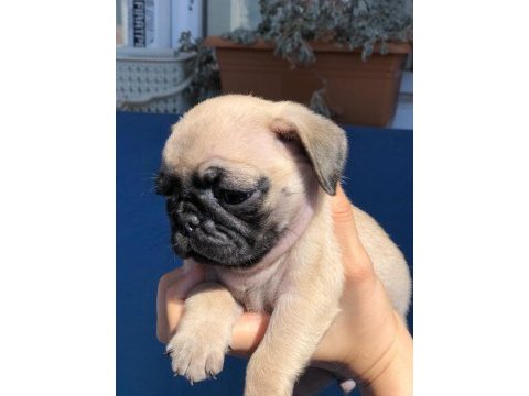 Üst kalite pug yavrularımız