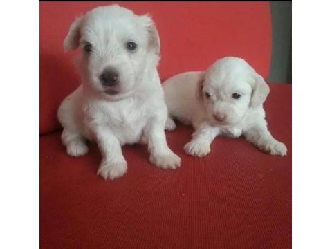 Maltese köpeği yavrular