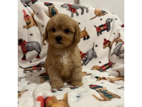 F2 maltipoo yavruları