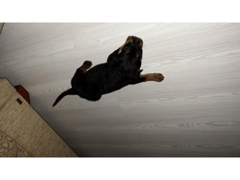 3 aylık dişi rrottweiler yavrumuz