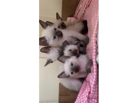 3 aylık kırık kuyruk siyam kedisi