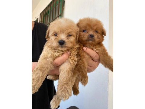 Teacup maltipoo yavrular