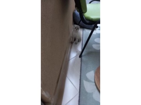 Scottish fold kedisi
