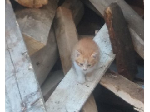 10 günlük sarman