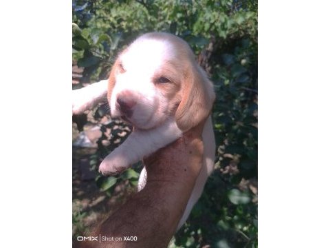 Birbirinden tatlı beagle yavruları