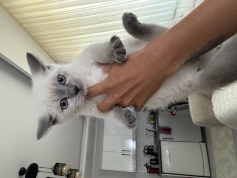 British shorthair 60 günlük