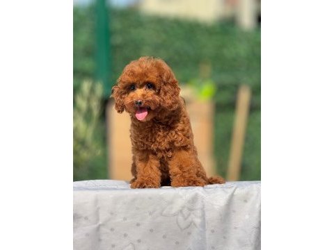 Toy poodle 4.5 aylık