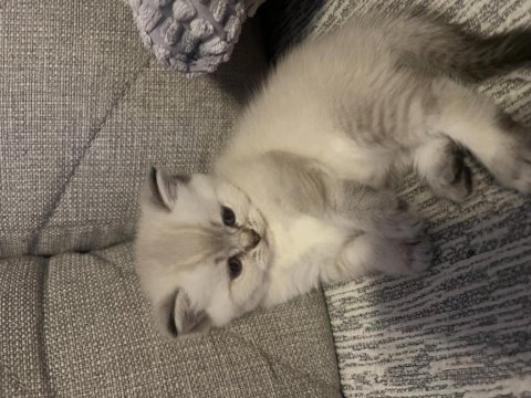 Son 1 dişi british shorthair