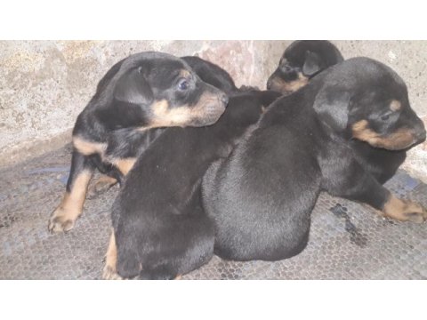 25 günlük doberman köpekleri