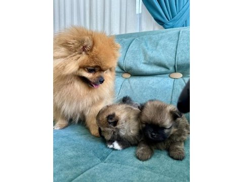 Erkek pomeranian son erkek teddy bear ayı surat yavrumuz