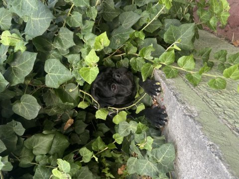 6 aylık pug