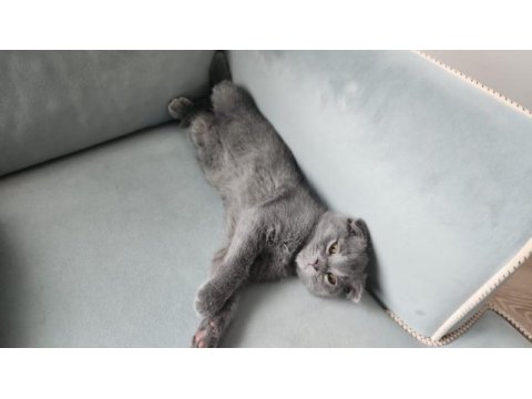 Siyah gri golden british shorthair yavrularımız