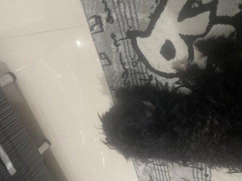 Maltipoo kızım lina (ücretsiz kedi maması karşılığında)