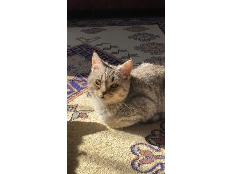 Erkek kedimiz