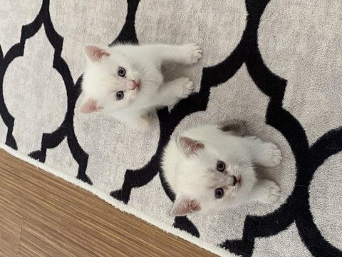 Bluepoint british shorthair yavrular