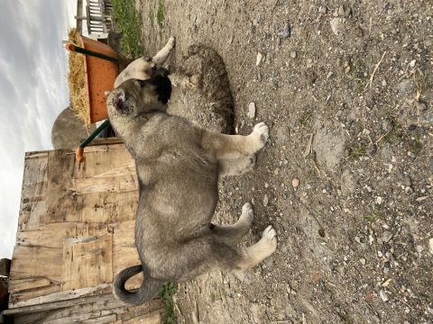 Mükemmel anatomi kangal yavrular