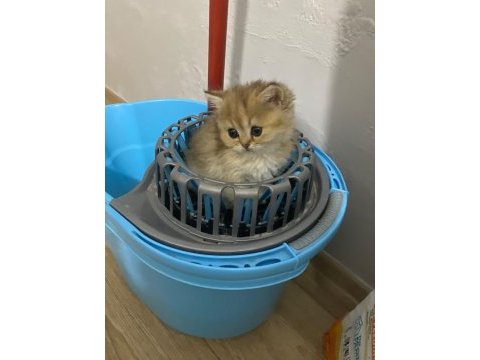 3 aylık safkan british longhair yavru