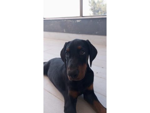 King doberman dişi