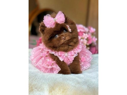 Çokolata ayıcık pomeranian prenses