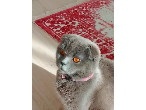 Dişi kedimize çiftleştirmek için acil baba arıyoruz
