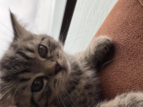 2 aylık yavru kedi british shorthair