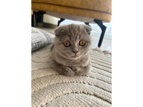 Scottish fold 1 yaşında