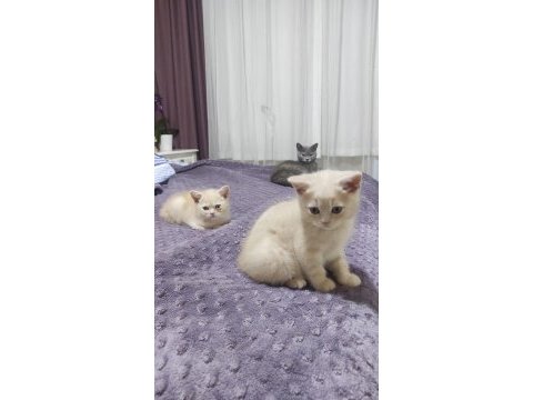 2 adet erkek british shorthair