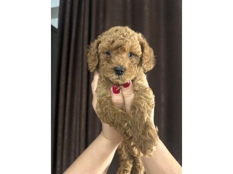 Toy poodle yavru köpekler