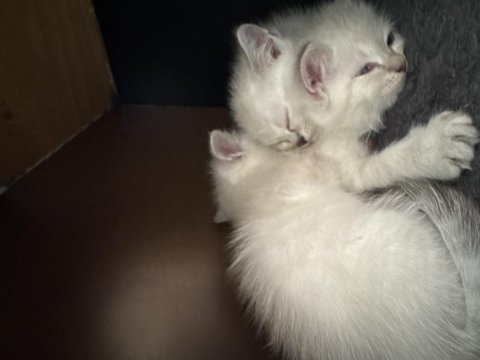 Sahibinden eğitimli british shorthair yavruları